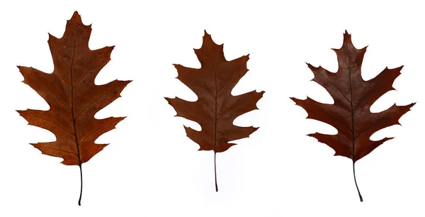 Drie bruine herfst eiken bladeren close-up. Geïsoleerd over witte achtergrond — Stockfoto