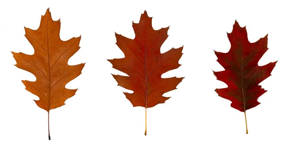 Drie bruine en rode herfst eiken bladeren close-up. Geïsoleerd over witte achtergrond — Stockfoto