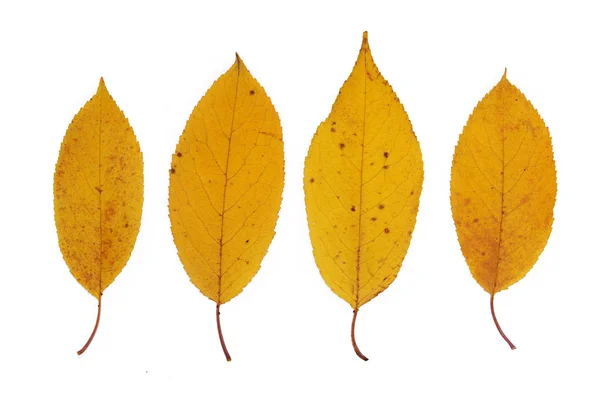 Folhas de outono amarelas de closeup de cereja. Isolado sobre fundo branco — Fotografia de Stock
