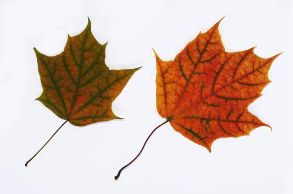 多彩的秋天枫叶特写。 在白色背景下被隔离. — 图库照片
