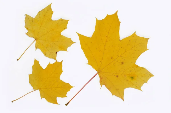 Gele herfst esdoorn bladeren close-up. Geïsoleerd over witte achtergrond. — Stockfoto