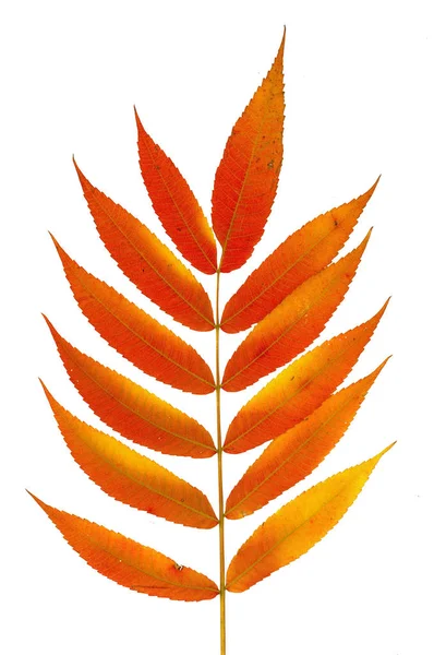 Ramo de outono de um sumagre decorativo com folhas cor-de-laranja. Isolado sobre um fundo branco. Modelo para designer — Fotografia de Stock