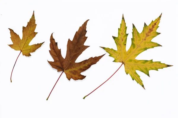 Multi-gekleurde herfst esdoorn bladeren close-up. Geïsoleerd over witte achtergrond. — Stockfoto