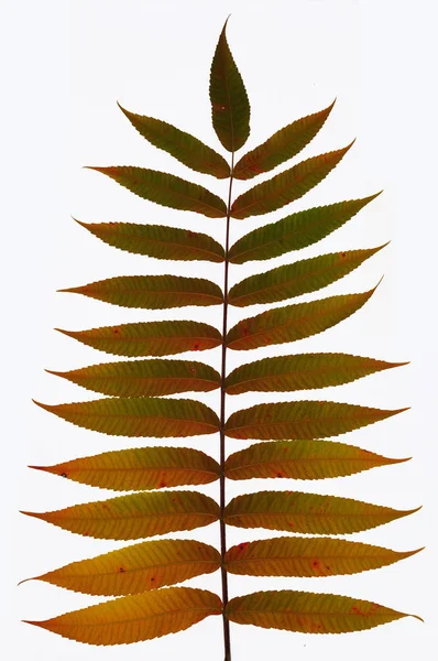 Branche d'automne d'un sumac décoratif aux feuilles colorées. Isolé sur fond blanc. Modèle pour concepteur — Photo