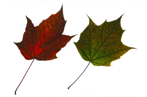 Folhas de bordo de outono multicoloridas close-up. Isolado sobre fundo branco . — Fotografia de Stock