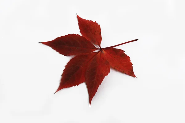 Rode herfstbladeren van wilde druivenclose-up. Geïsoleerd over witte achtergrond. — Stockfoto