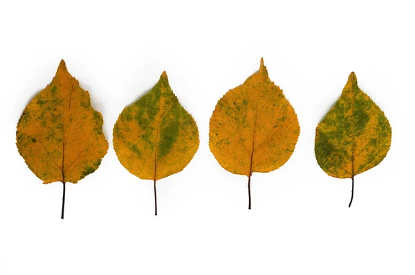 O vidoeiro de outono amarelo parte perto. Isolado sobre fundo branco — Fotografia de Stock