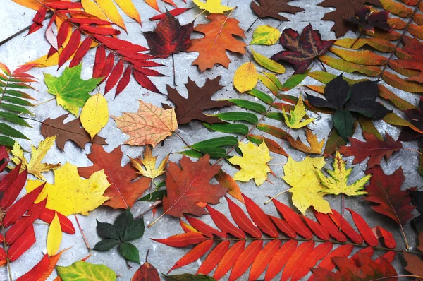 다양 한 색깔의 가을 낙엽 이 다른 나무에서 나온다 로열티 프리 스톡 사진