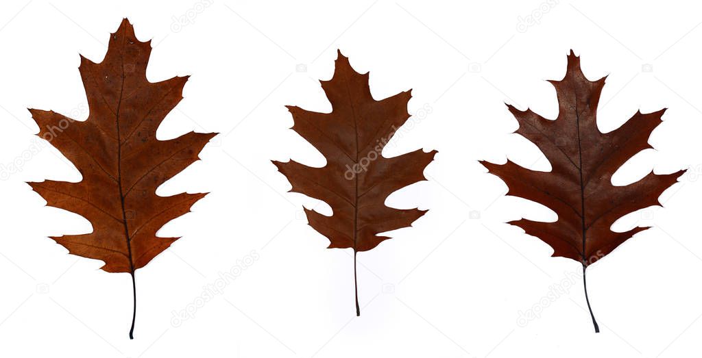 Three brown autumn oak leaves close-up. Isolated over white background