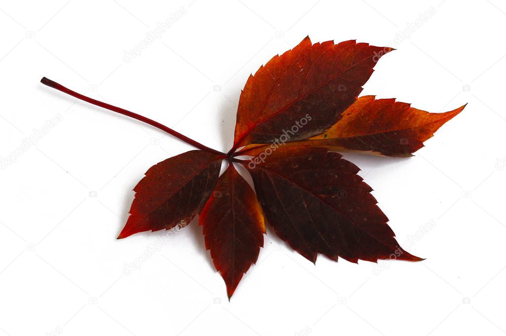 Red autumn leaves of wild grape close-up. Isolated over white background.