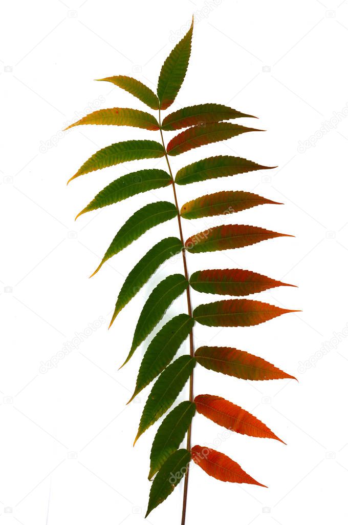 Autumn branch of a decorative sumac tree with colorful leaves. Isolated on a white background. Template for designer