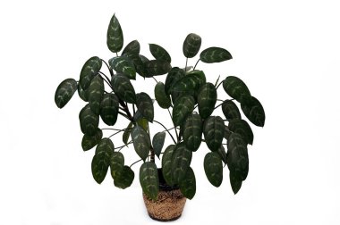 Aglaonema, Araceae familyasından bir bitki cinsidir..