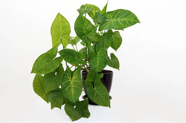 Syngonium podophyllum - популярное домашнее растение — стоковое фото
