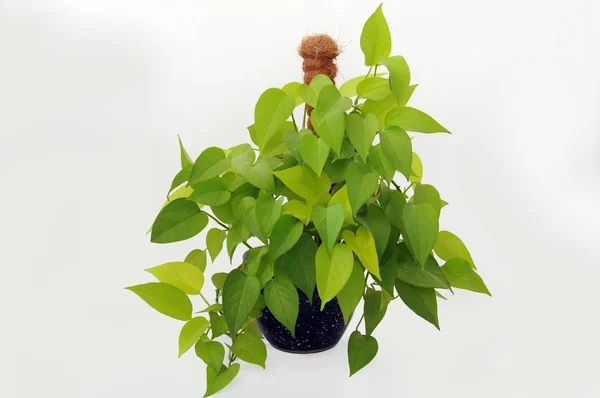 Scindapsus Epipremnum planta de neón sobre un fondo blanco —  Fotos de Stock