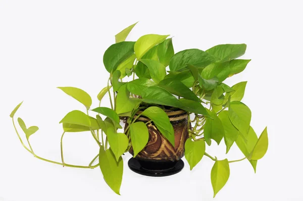 Растение Scindapsus Epipremnum neon на белом фоне — стоковое фото