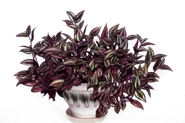 스튜디오의 화분에 있는 tradescantia zizina 꽃 — 스톡 사진