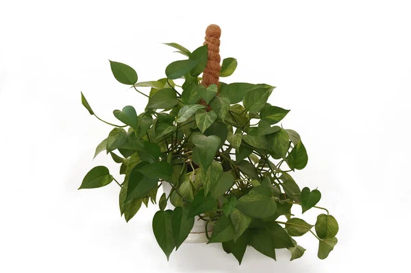 흰 배경에 있는 scindapsus epipremnum aureum plant 로열티 프리 스톡 사진