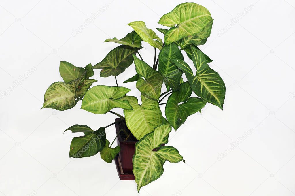 Beautiful syngonium podophyllum is a popular houseplant
