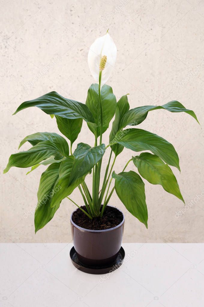 Spathiphyllum flower with a blooming bud in pot in studio on a white background.