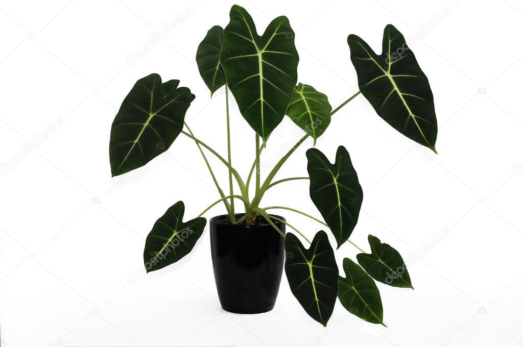 Alocasia is a genus of broad-leaved rhizomatous or tuberous perennials from the family Araceae.