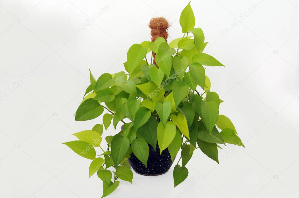 Scindapsus Epipremnum neon plant on a white background