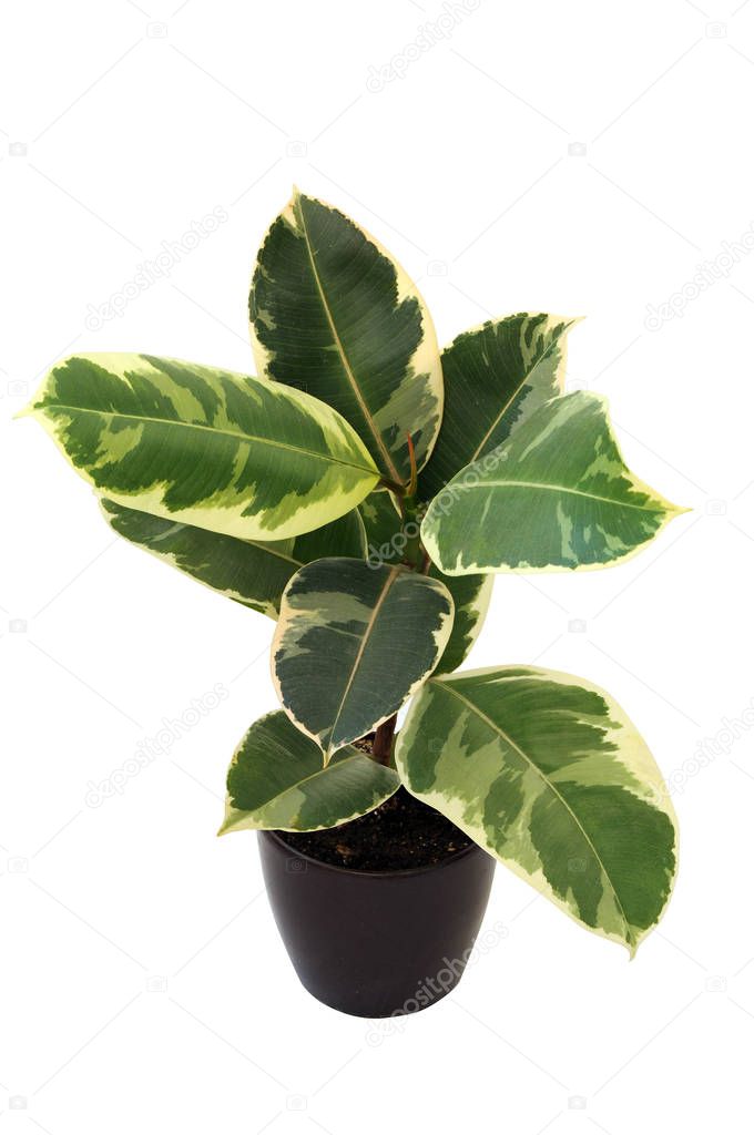 Ornamental plant Ficus elastica Tineke in pot