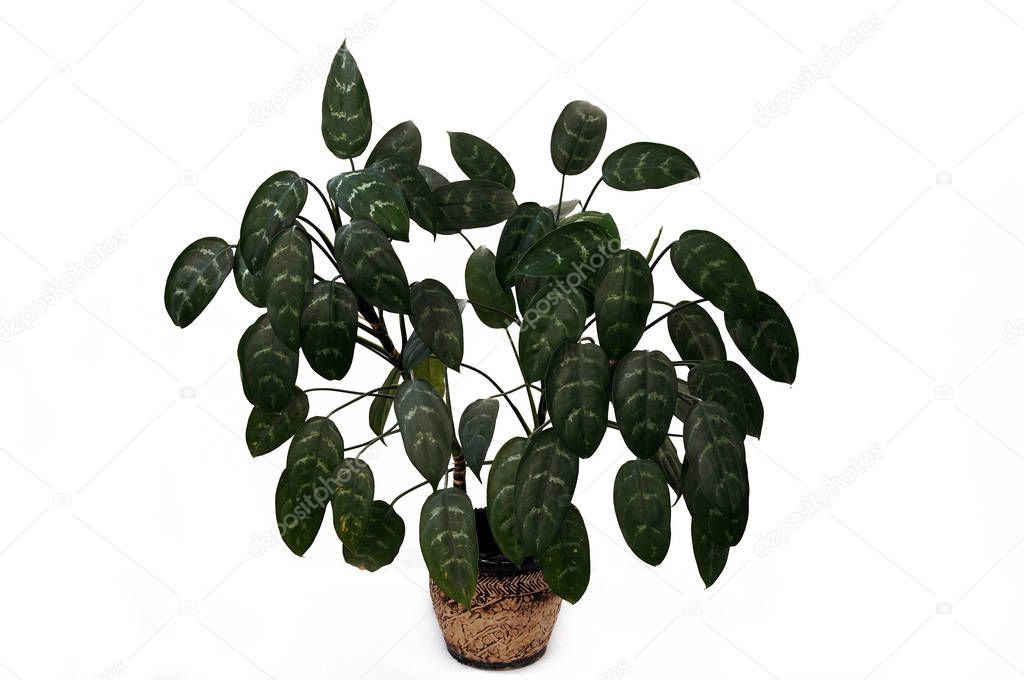 Aglaonema is a genus of flowering plants in the arum family, Araceae.