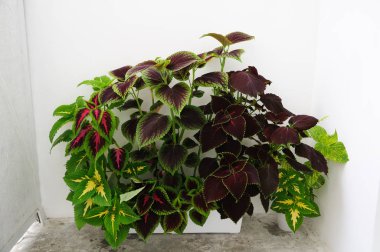 Beyaz arkaplanda renkli Coleus bitkilerinin karışımı, Plectranthus scutellarioides