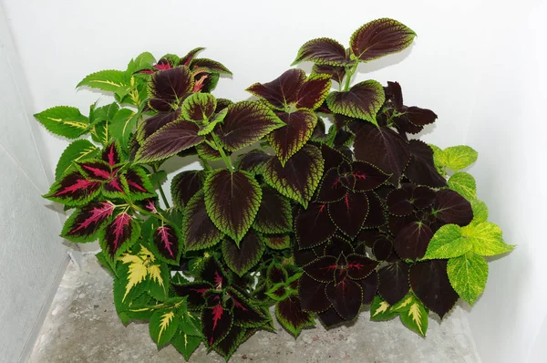 Beyaz arkaplanda renkli Coleus bitkilerinin karışımı, Plectranthus scutellarioides