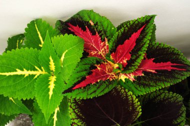 Beyaz arkaplanda renkli Coleus bitkilerinin karışımı, Plectranthus scutellarioides