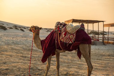 Al Wakrah, Katar 'daki çöl faaliyetleri için gün batımında devenin arka planı..