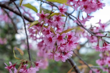 Kış mevsiminde ağaçta açan güzel pembe kiraz çiçeği, Chiang Mai, Tayland