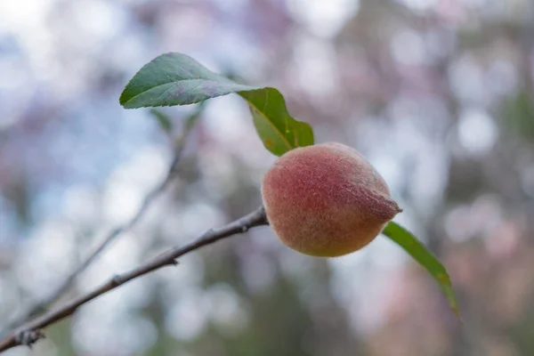 Pêssego Prunus Persica Stokes Árvore Natural Durante Temporada Inverno Chiang — Fotografia de Stock