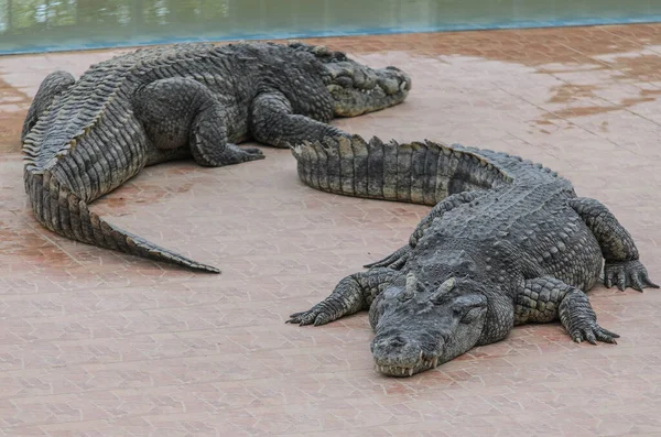 two crocodiles crawled on the floor of the farm.