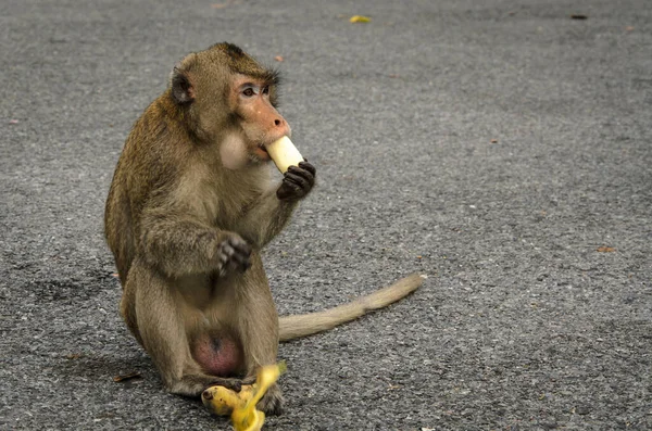 Macaco Comendo Banana Chão Concreto — Fotografia de Stock
