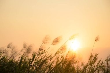 Yazın çimen çiçekleri ve günbatımı arka planı.
