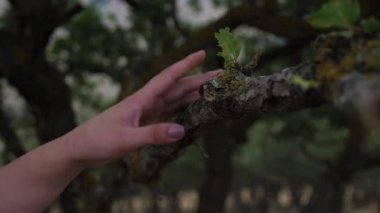 Güzel manikürlü bir kadın eli ağaç dalına yakından dokunuyor.