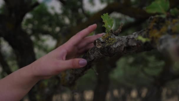 Γυναίκα χέρι με ωραίο μανικιούρ αγγίζει δέντρο κλαδί closeup — Αρχείο Βίντεο