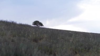Güneşin altındaki yalnız ağaç dağda gökyüzünü delip geçiyor.