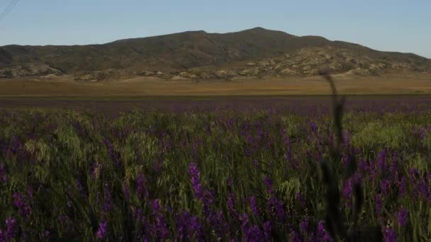 遠くの山に紫色の野花を咲かせ — ストック動画
