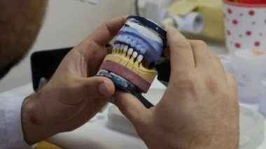 professional dentist looks at plastic cast of jaw rotating