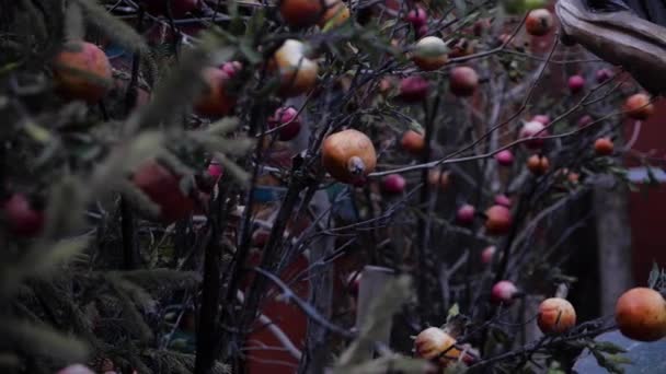 Árbol de granada con fruta en el patio del restaurante vista cercana — Vídeos de Stock