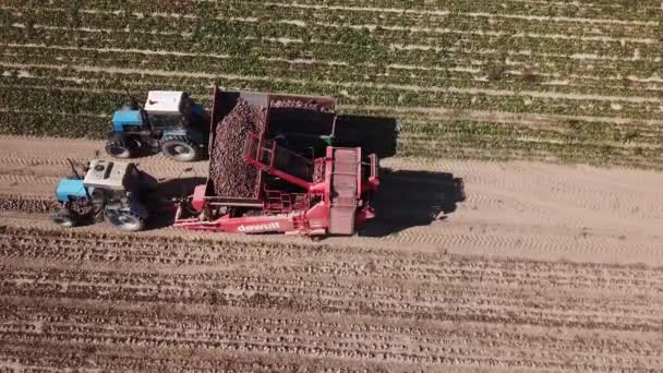 Agricultores Cosechando Remolacha Roja Vista Aérea — Vídeos de Stock