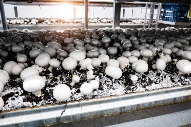 Beyaz düğmeli mantarın (Agaricus bisporus) hasat edilen tarlalarda yetiştirilmesi
