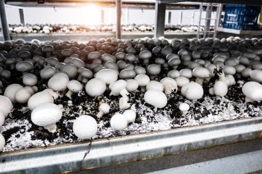 A cultivation of White button mushroom (Agaricus bisporus) on the harvesting farmland clipart
