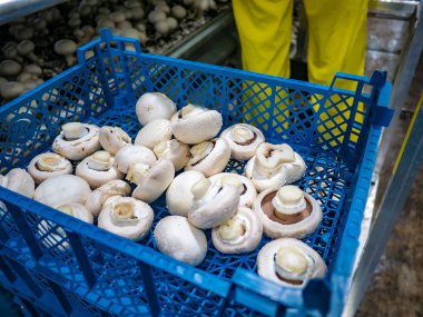 Taze petrol bir mantar üretim tesisi üzerinde özel bir toprak üzerinde büyüyor. Gıda üretimi