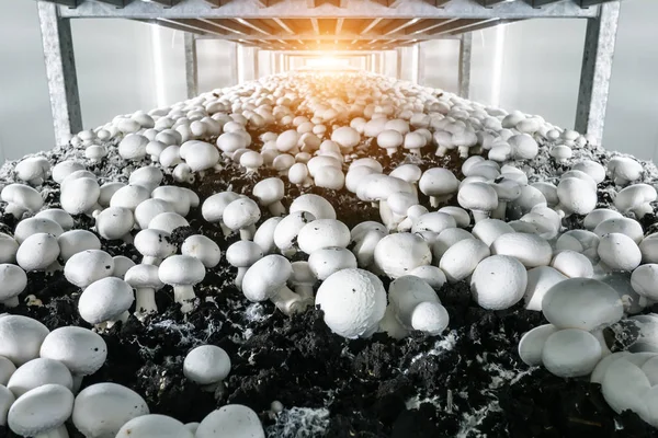 Moderne industriële teelt van witte champignons in grote hoeveelheden — Stockfoto