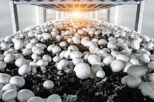modern industrial cultivation of white mushrooms in large volumes
