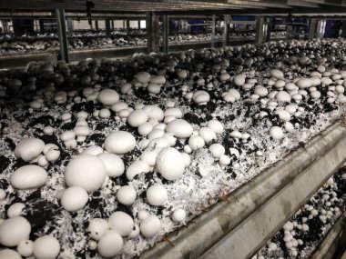 Mantarlı raflar. Endüstriyel mantar yetiştirme.