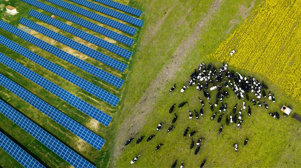 Стадо корів, що пасуться біля сонячної електростанції — стокове фото